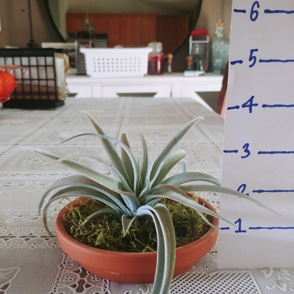 Small Terracotta Potted Moss Succulents - Picture 2 of 5